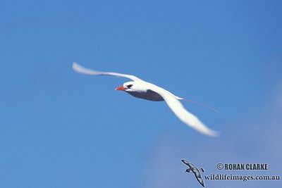 Red-tailed Tropicbird s0829.jpg