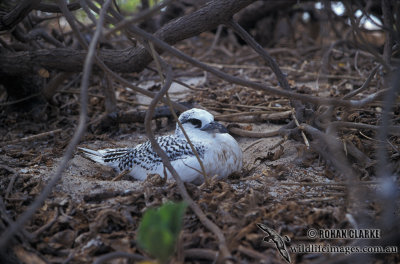 Red-tailed Tropicbird s0834.jpg