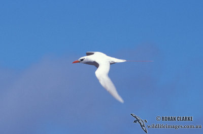 Red-tailed Tropicbird s0835.jpg