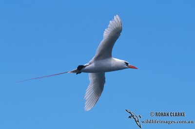 Red-tailed Tropicbird s0837.jpg