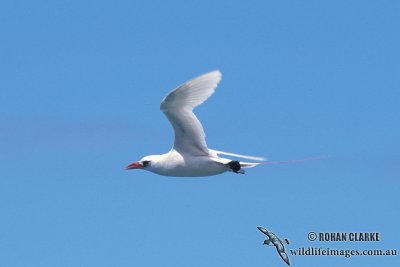 Red-tailed Tropicbird s0842.jpg