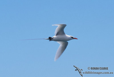 Red-tailed Tropicbird s0846.jpg