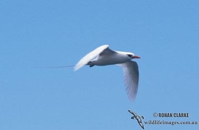 Red-tailed Tropicbird s0855.jpg