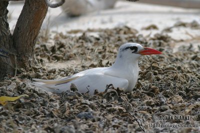 Red-tailed Tropicbird 8799.jpg