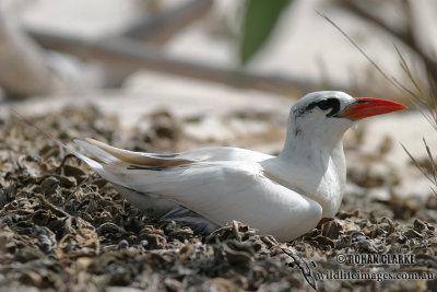 Red-tailed Tropicbird 8801.jpg