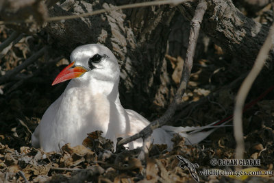 Red-tailed Tropicbird 8979.jpg