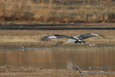 Black-necked Stork 8586.jpg