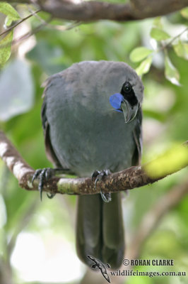 North Island Kokako 2716.jpg