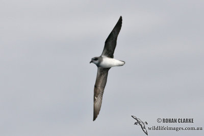 Soft-plumaged Petrel 6032.jpg