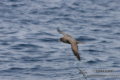 Sooty Albatross 6044.jpg