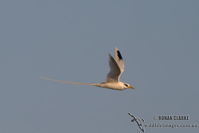 White-tailed Tropicbird 1359.jpg