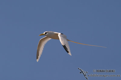 White-tailed Tropicbird 1396.jpg