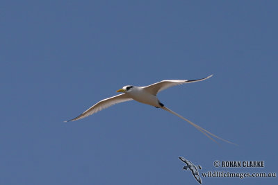 White-tailed Tropicbird 1399.jpg