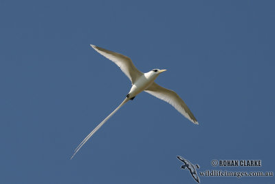 White-tailed Tropicbird 1408.jpg