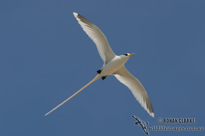White-tailed Tropicbird 8810.jpg
