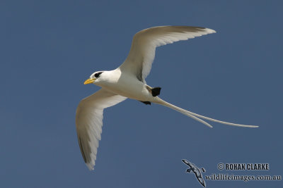 White-tailed Tropicbird 8814.jpg