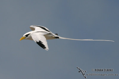 White-tailed Tropicbird 8818.jpg