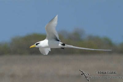White-tailed Tropicbird 8821.jpg