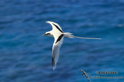 White-tailed Tropicbird s0866.jpg