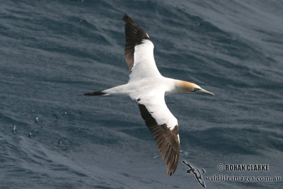 Australasian Gannet 2001.jpg