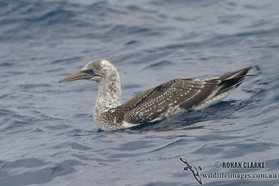 Australasian Gannet