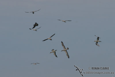 Australasian Gannet 7148.jpg