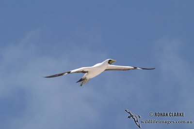 Masked Booby 1465.jpg