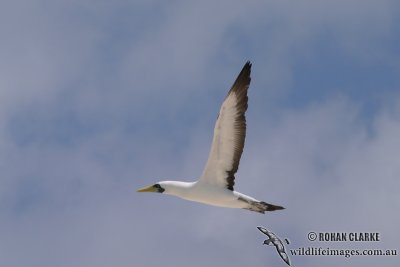 Masked Booby 1471.jpg