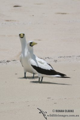 Masked Booby 8898.jpg