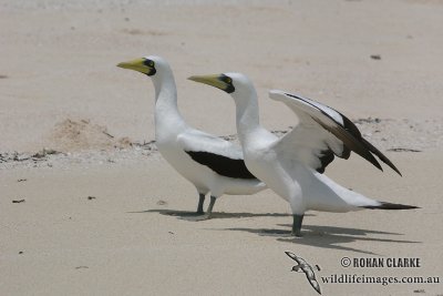 Masked Booby 8900.jpg