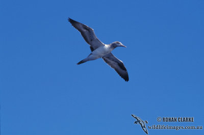 Masked Booby s0875.jpg