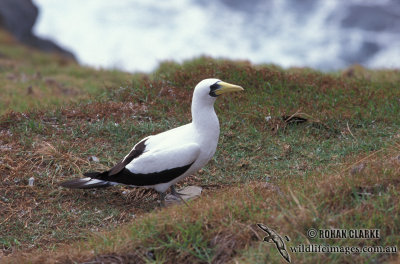 Masked Booby s0877.jpg