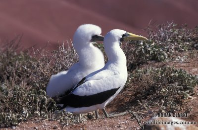Masked Booby s0890.jpg