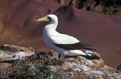 Masked Booby s0891.jpg