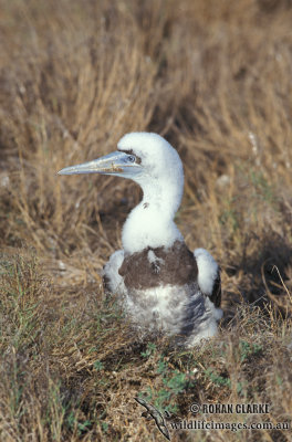 Brown Booby s0901.jpg