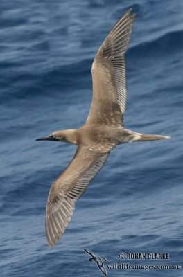 Red-footed Booby 8619.jpg