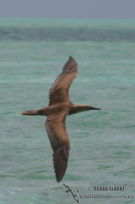 Red-footed Booby 8935.jpg
