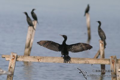 Little Black Cormorant 5031.jpg