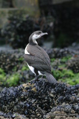 Black-faced Cormorant 3705.jpg
