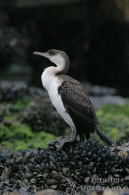 Black-faced Cormorant 3710.jpg