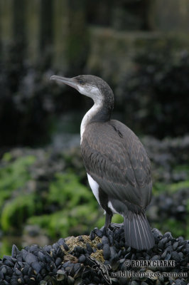 Black-faced Cormorant 3713.jpg