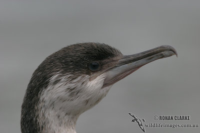 Black-faced Cormorant 3725.jpg