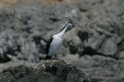 Black-faced Cormorant 4149.jpg