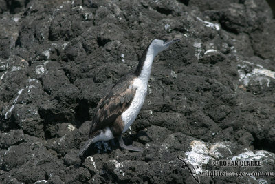 Black-faced Cormorant 4152.jpg