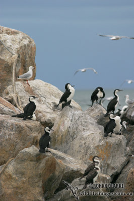 Black-faced Cormorant 9882.jpg