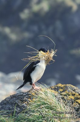 Macquarie Island Imperial Shag