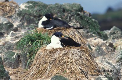 Macquarie Island Imperial Shag