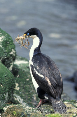 Macquarie Island Imperial Shag