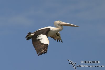 Australian Pelican 0786.jpg