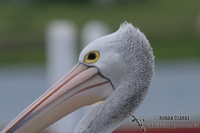 Australian Pelican 1522.jpg